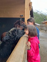 Zwei Kinder, die von Alpakas in einem Gehege abgeleckt werden