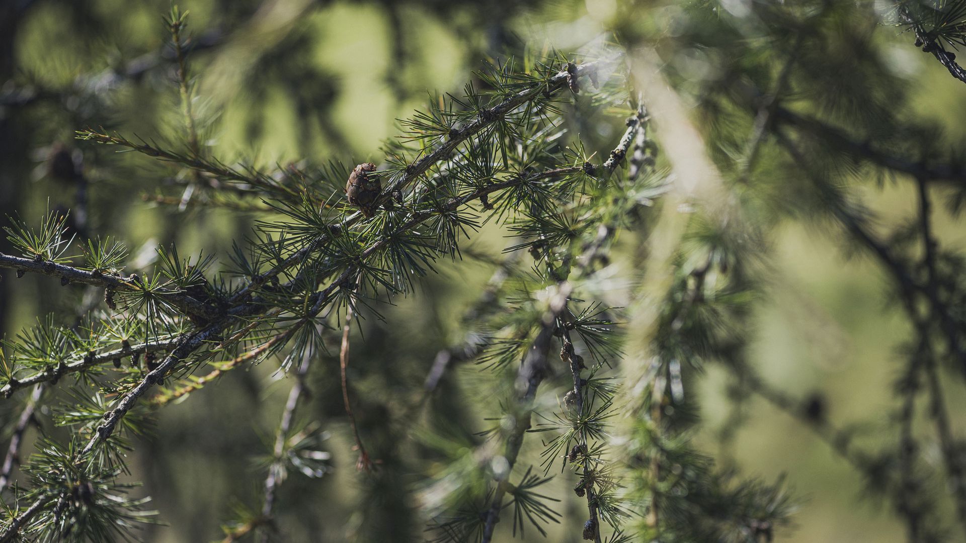 Farm Resort Geislerhof Close-up of green pine branches with blurred background